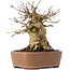 Acer buergerianum, 14,5 cm, ± 35 años