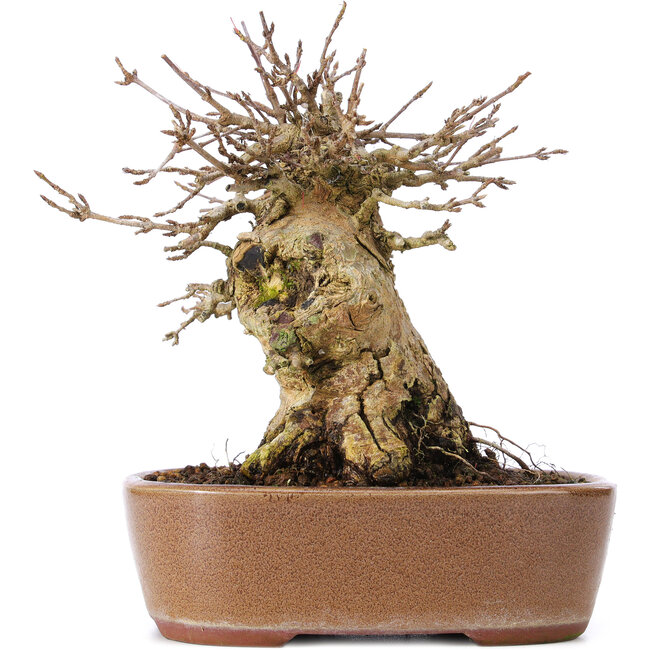 Acer buergerianum, 14,5 cm, ± 35 Jahre alt