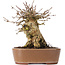 Acer buergerianum, 14,5 cm, ± 35 ans