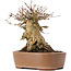 Acer buergerianum, 14,5 cm, ± 35 años