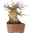Acer buergerianum, 14,5 cm, ± 35 años