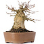 Acer buergerianum, 14,5 cm, ± 35 años