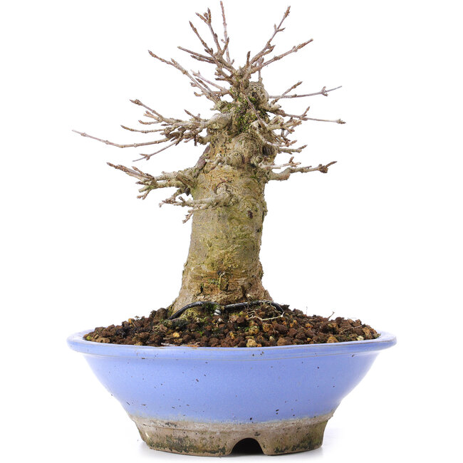 Acer buergerianum, 16,5 cm, ± 35 ans