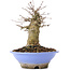 Acer buergerianum, 16,5 cm, ± 35 jaar oud