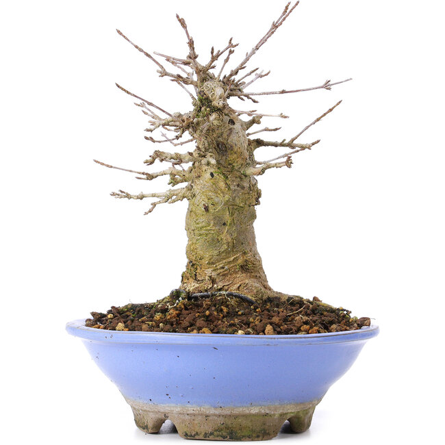 Acer buergerianum, 16,5 cm, ± 35 jaar oud