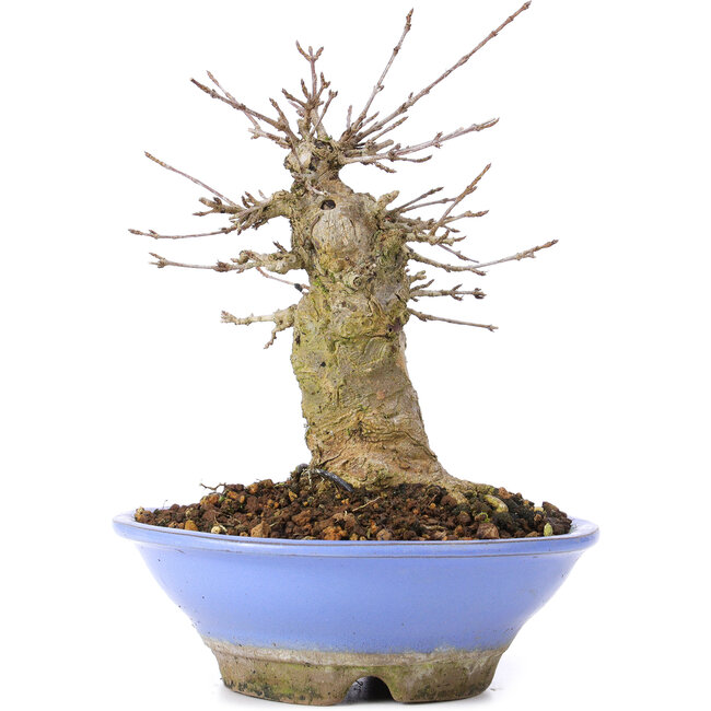 Acer buergerianum, 16,5 cm, ± 35 years old