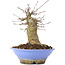 Acer buergerianum, 16,5 cm, ± 35 jaar oud