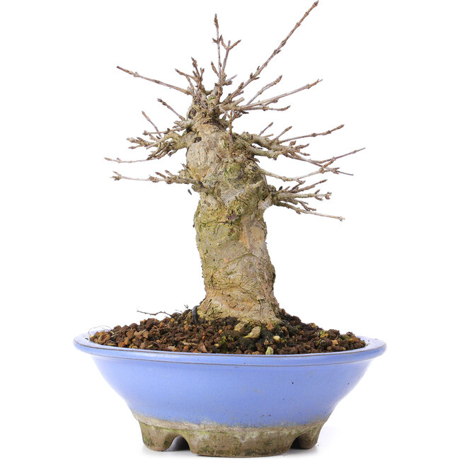 Acer buergerianum, 16,5 cm, ± 35 years old