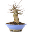 Acer buergerianum, 16,5 cm, ± 35 Jahre alt