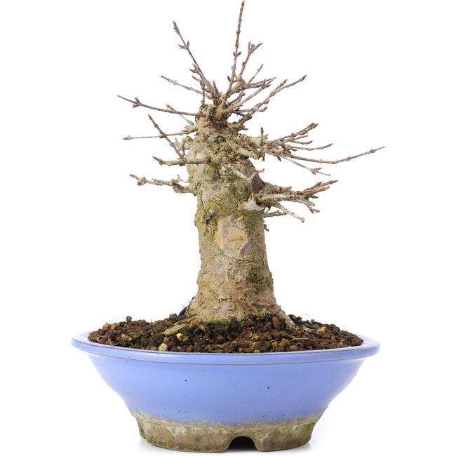 Acer buergerianum, 16,5 cm, ± 35 anni