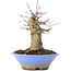 Acer buergerianum, 16,5 cm, ± 35 jaar oud