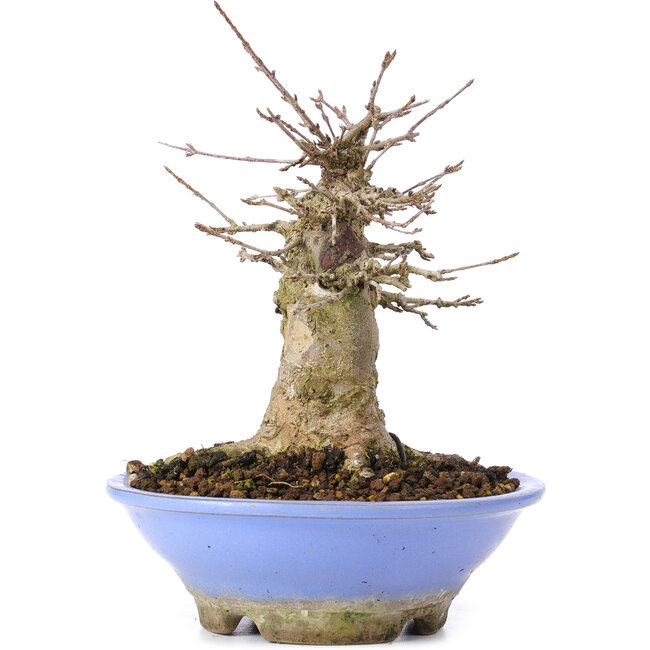 Acer buergerianum, 16,5 cm, ± 35 jaar oud