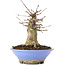 Acer buergerianum, 16,5 cm, ± 35 jaar oud