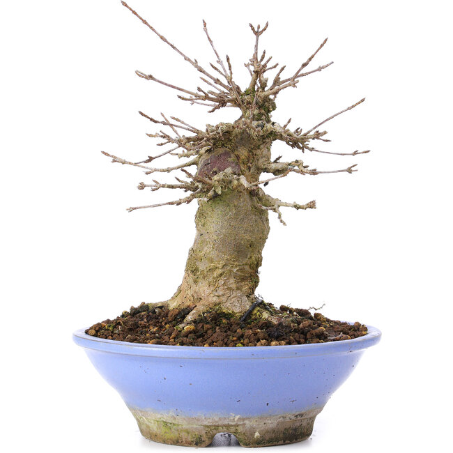 Acer buergerianum, 16,5 cm, ± 35 anni
