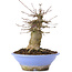 Acer buergerianum, 16,5 cm, ± 35 ans