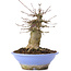 Acer buergerianum, 16,5 cm, ± 35 years old
