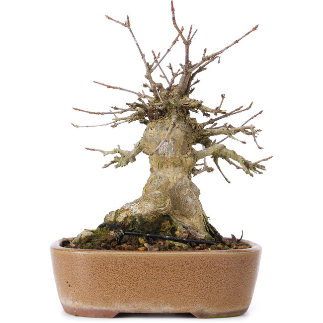 Acer buergerianum, 16 cm, ± 35 años