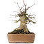 Acer buergerianum, 16 cm, ± 35 ans