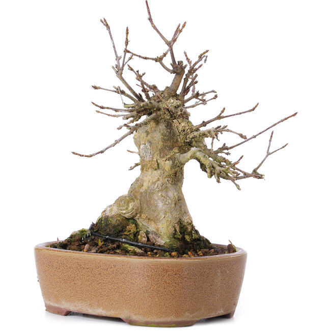 Acer buergerianum, 16 cm, ± 35 Jahre alt
