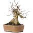 Acer buergerianum, 16 cm, ± 35 Jahre alt