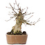 Acer buergerianum, 16 cm, ± 35 Jahre alt