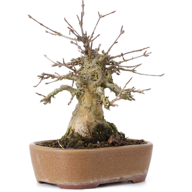 Acer buergerianum, 16 cm, ± 35 jaar oud