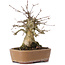 Acer buergerianum, 16 cm, ± 35 ans