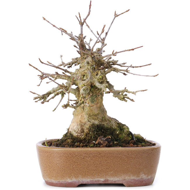 Acer buergerianum, 16 cm, ± 35 jaar oud