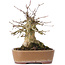 Acer buergerianum, 16 cm, ± 35 ans