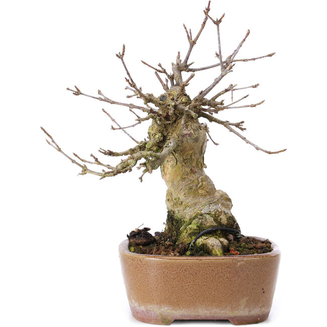 Acer buergerianum, 16 cm, ± 35 ans