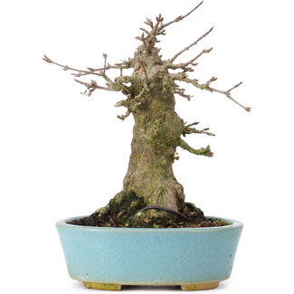 Acer buergerianum, 16 cm, ± 35 ans