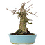 Acer buergerianum, 16 cm, ± 35 ans