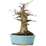 Acer buergerianum, 16 cm, ± 35 Jahre alt