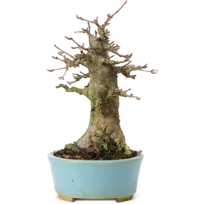 Acer buergerianum, 16 cm, ± 35 years old