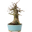 Acer buergerianum, 16 cm, ± 35 years old