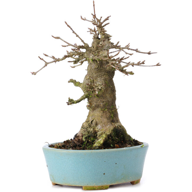 Acer buergerianum, 16 cm, ± 35 years old