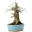 Acer buergerianum, 16 cm, ± 35 ans