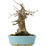 Acer buergerianum, 16 cm, ± 35 years old