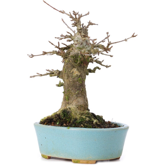 Acer buergerianum, 16 cm, ± 35 years old