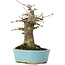 Acer buergerianum, 16 cm, ± 35 ans