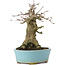 Acer buergerianum, 16 cm, ± 35 ans