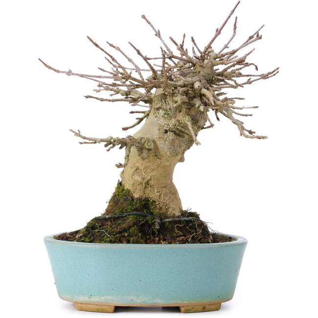 Acer buergerianum, 15,5 cm, ± 35 ans