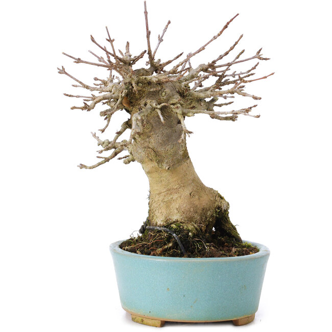 Acer buergerianum, 15,5 cm, ± 35 ans