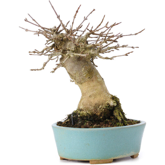 Acer buergerianum, 15,5 cm, ± 35 Jahre alt