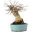 Acer buergerianum, 15,5 cm, ± 35 ans