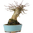 Acer buergerianum, 15,5 cm, ± 35 years old