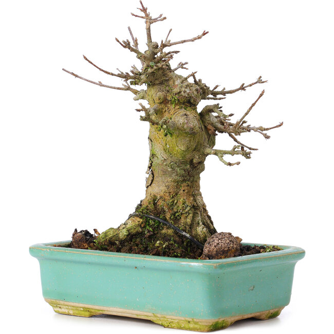 Acer buergerianum, 15 cm, ± 35 years old