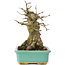 Acer buergerianum, 15 cm, ± 35 Jahre alt