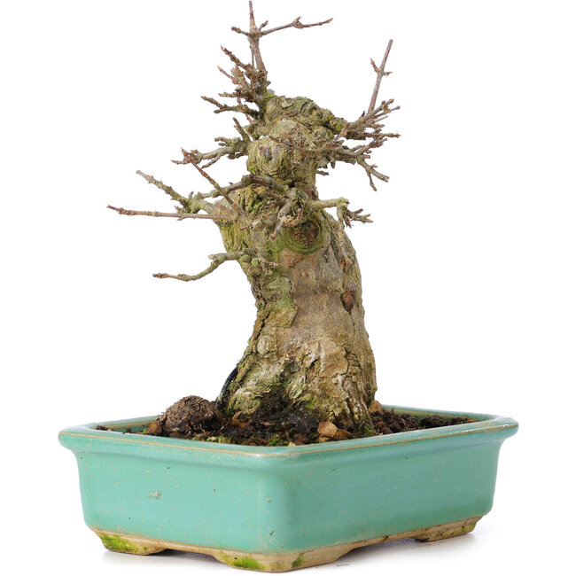 Acer buergerianum, 15 cm, ± 35 anni