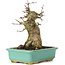 Acer buergerianum, 15 cm, ± 35 Jahre alt